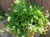 weiße walderdbeere.webp