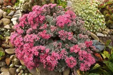 sedum.webp