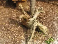 Bild 1155.webp