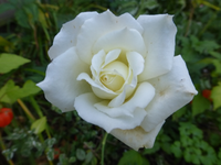 P1200305.webp