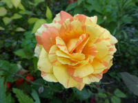P1200022.webp