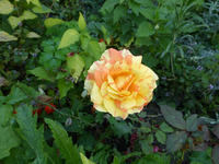 P1200023.webp
