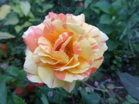P1200215.webp