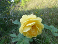 P1200093.webp