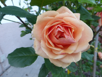 P1200273.webp