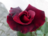 P1200265.webp