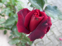 P1200266.webp