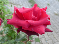 P1200268.webp