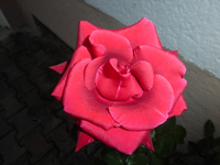 P1200262.webp