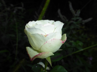 P1190744.webp