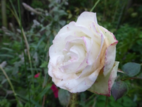 P1200194.webp