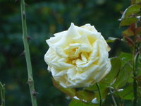 P1200330.webp