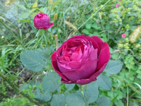 P1200344.webp
