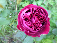 P1200348.webp