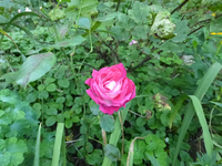 P1200380.webp