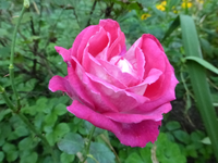 P1200350.webp