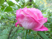 P1200351.webp