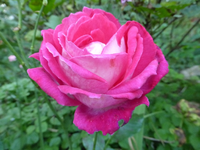 P1200353.webp
