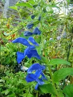 CIMG2834.webp
