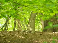 eine stützende Hand.webp
