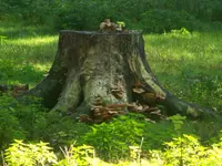 stammbaum der pilze.webp