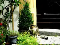 CIMG0044.webp
