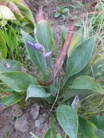 sherbone swift_600x800.webp