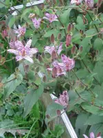 002_600x800.webp