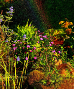 Gartenteich_vier Frösche_Regenbogen_640.webp