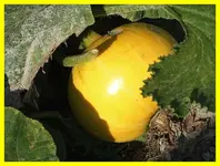 087.webp
