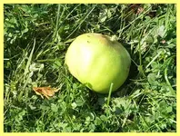 060.webp
