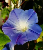 blue (3).webp