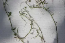 Unkaut_Rasen.webp
