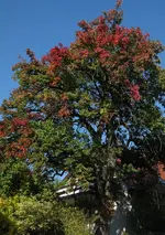 big_old_pear_tree_3.webp