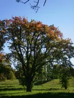 old_pear_tree.webp
