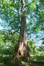 2014_0703sommer0060.webp