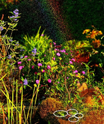 Gartenteich_vier Frösche_Regenbogen_640.webp