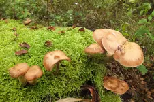 DSCF7887.webp