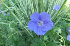 geranium orion.webp