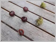 130.webp
