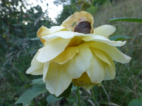 P1200279.webp