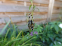 P1200035.webp