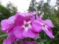P1200209.webp