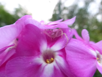 P1200211.webp