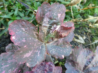 P1200030.webp