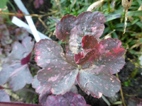 P1200031.webp