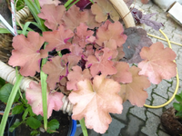 P1200325.webp