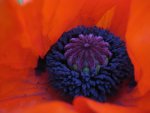 mohn 004.jpg