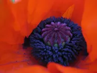 mohn 004.webp