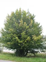 009.webp